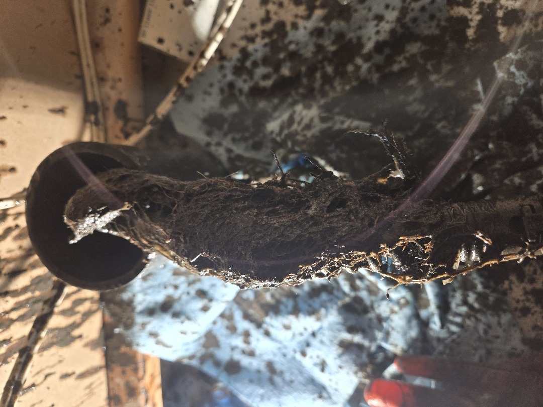 Tree roots growing inside a drain pipe