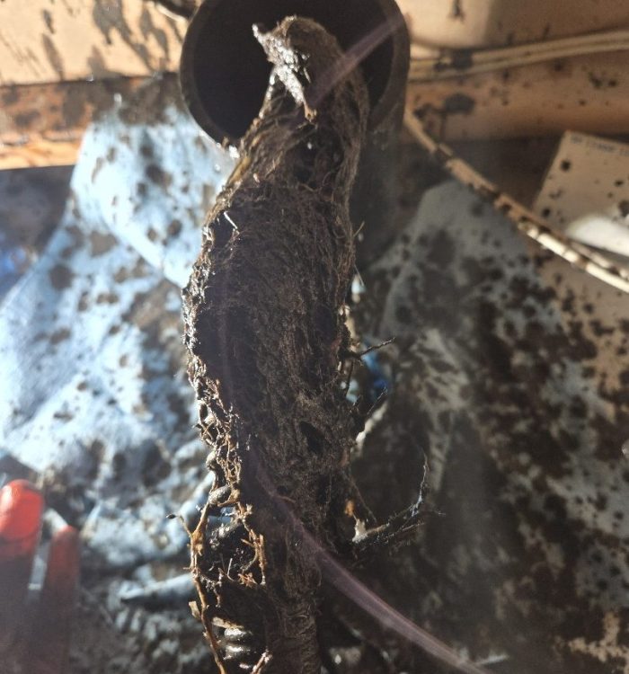 How We Remove Tree Roots from Sewer Lines